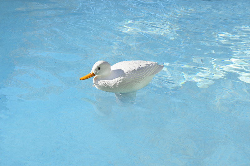 chlorine duck