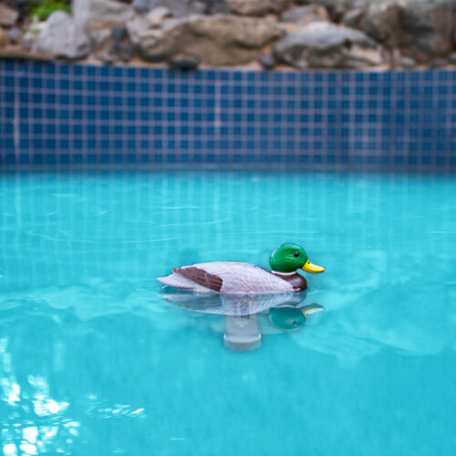 Mallard Duck Thermometer - Image 4